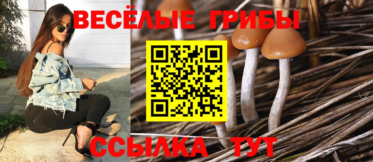 Псилоцибиновые грибы Psilocybine cubensis  Вход с VPN  Моздок 